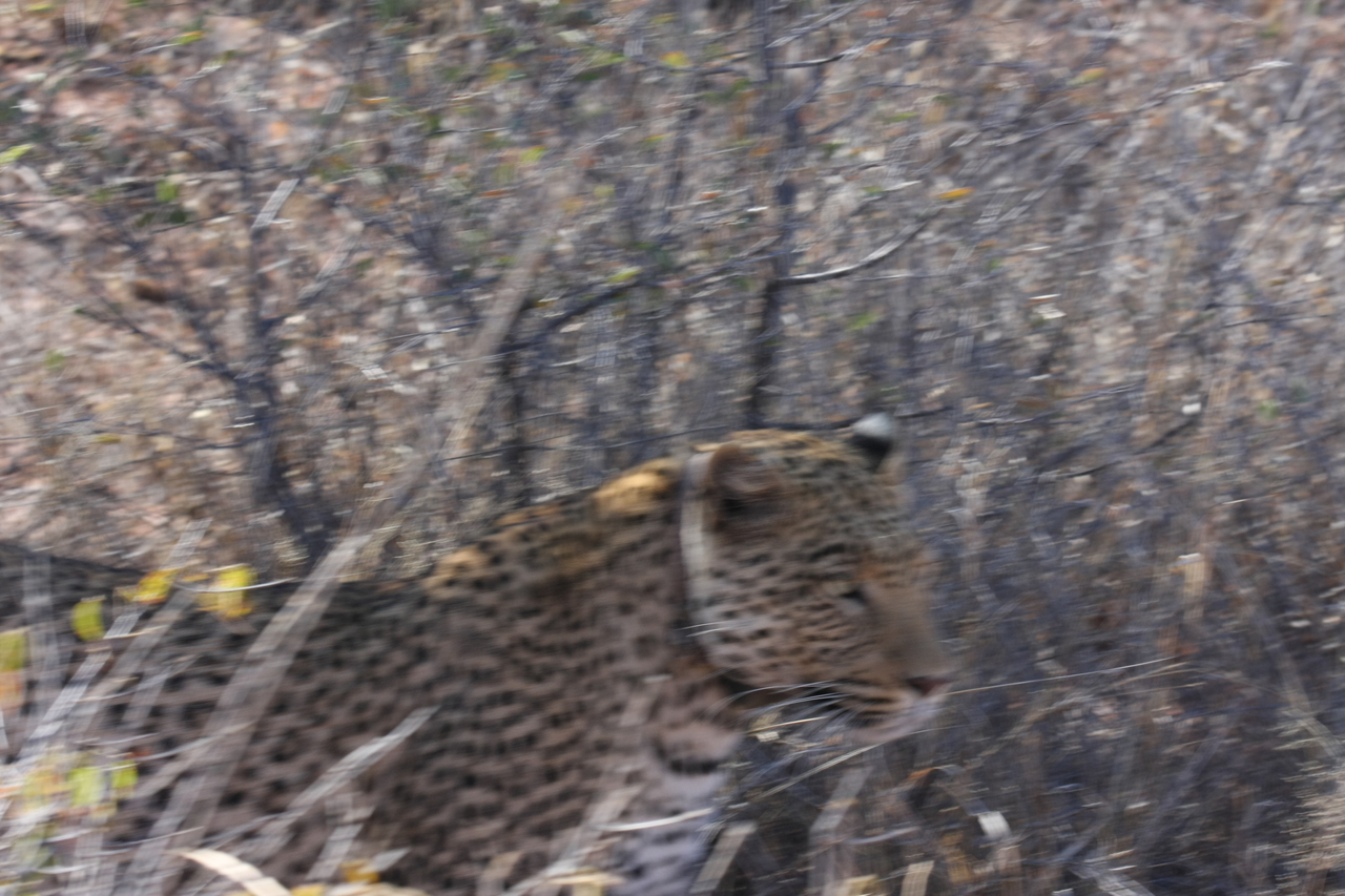 [2065] 2016_06_22_04_07_04_Africa_Canon_EOS_40D_IMG__00475.jpg