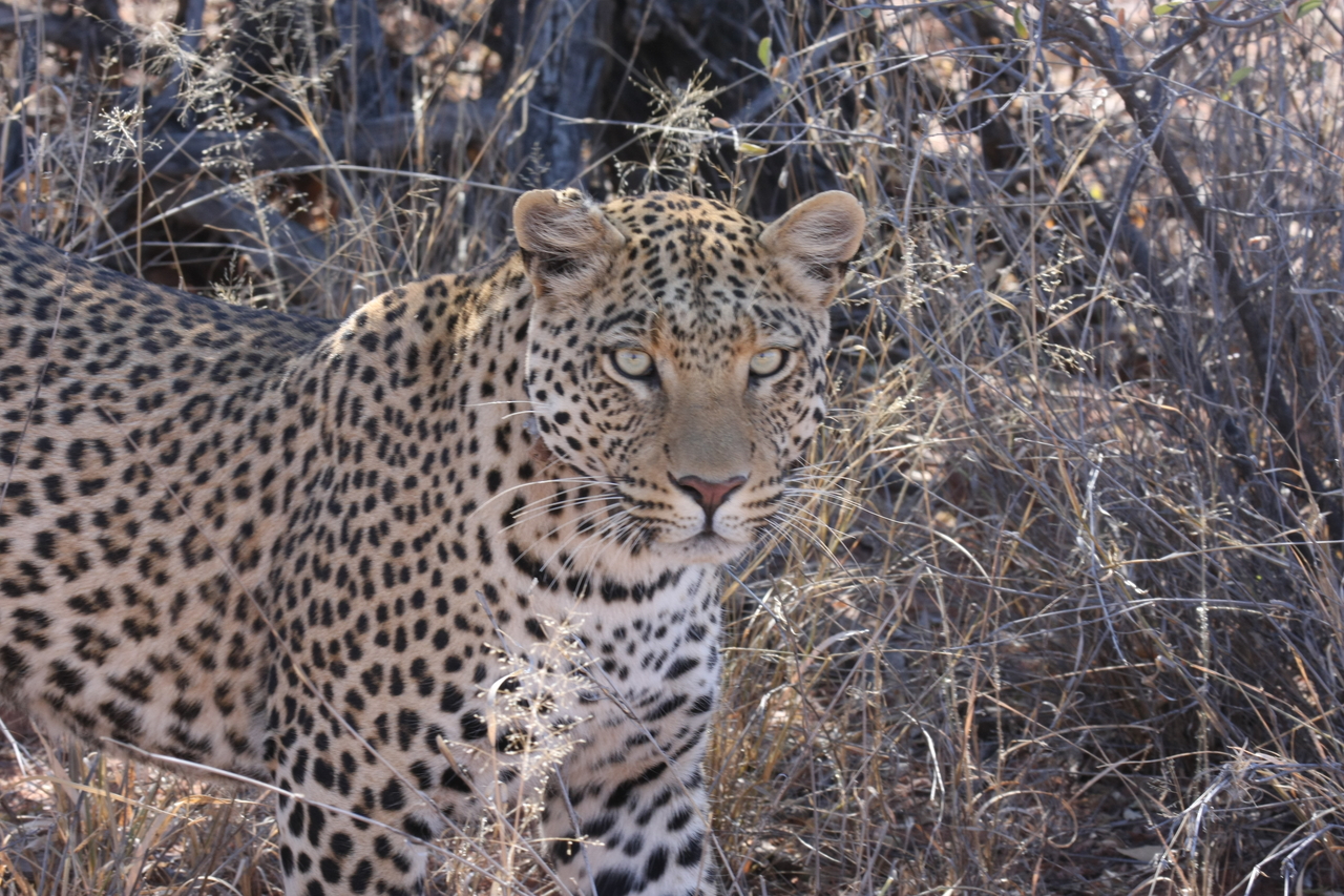 [2075] 2016_06_22_04_07_10_Africa_Canon_EOS_40D_IMG__00496.jpg