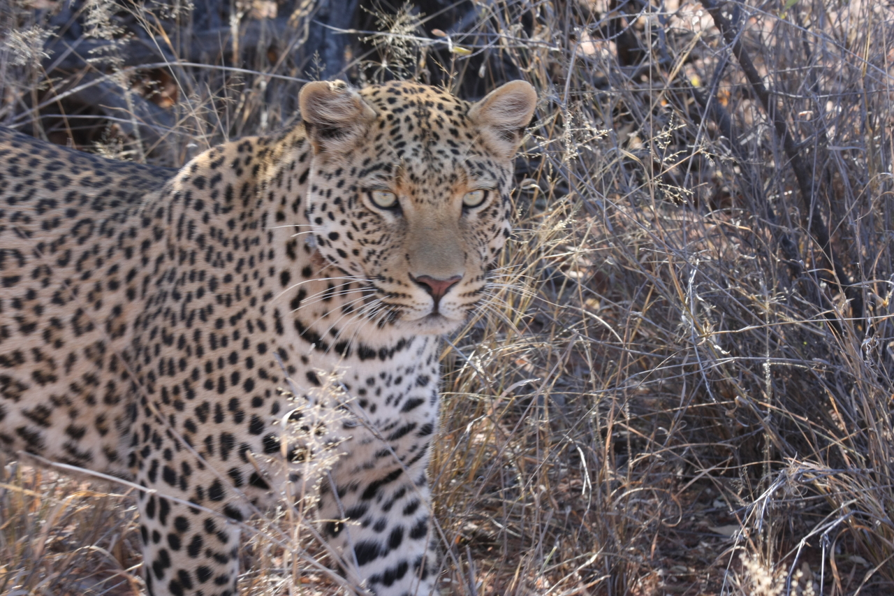 [2076] 2016_06_22_04_07_10_Africa_Canon_EOS_40D_IMG__00497.jpg