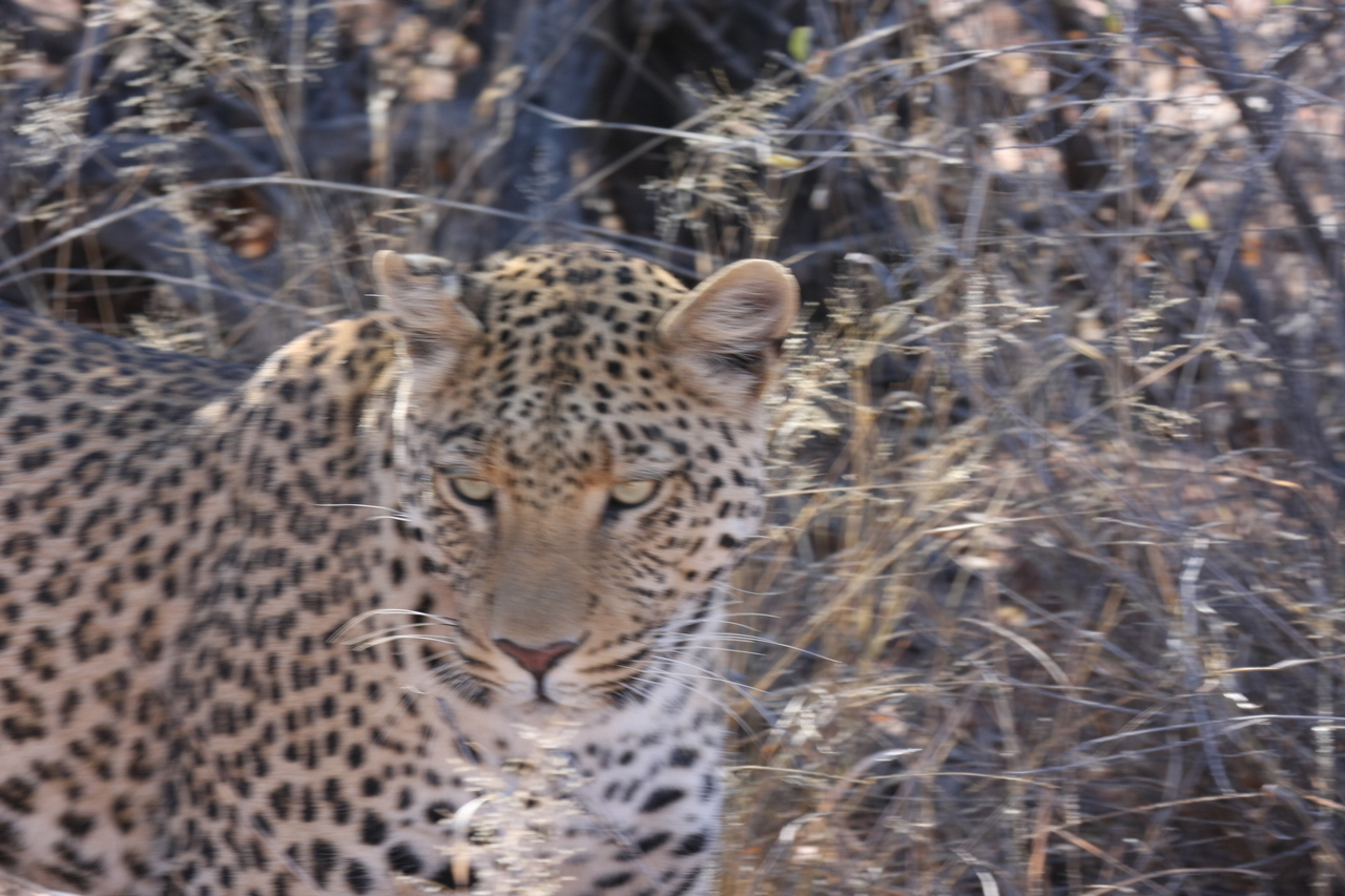 [2080] 2016_06_22_04_07_11_Africa_Canon_EOS_40D_IMG__00480.jpg