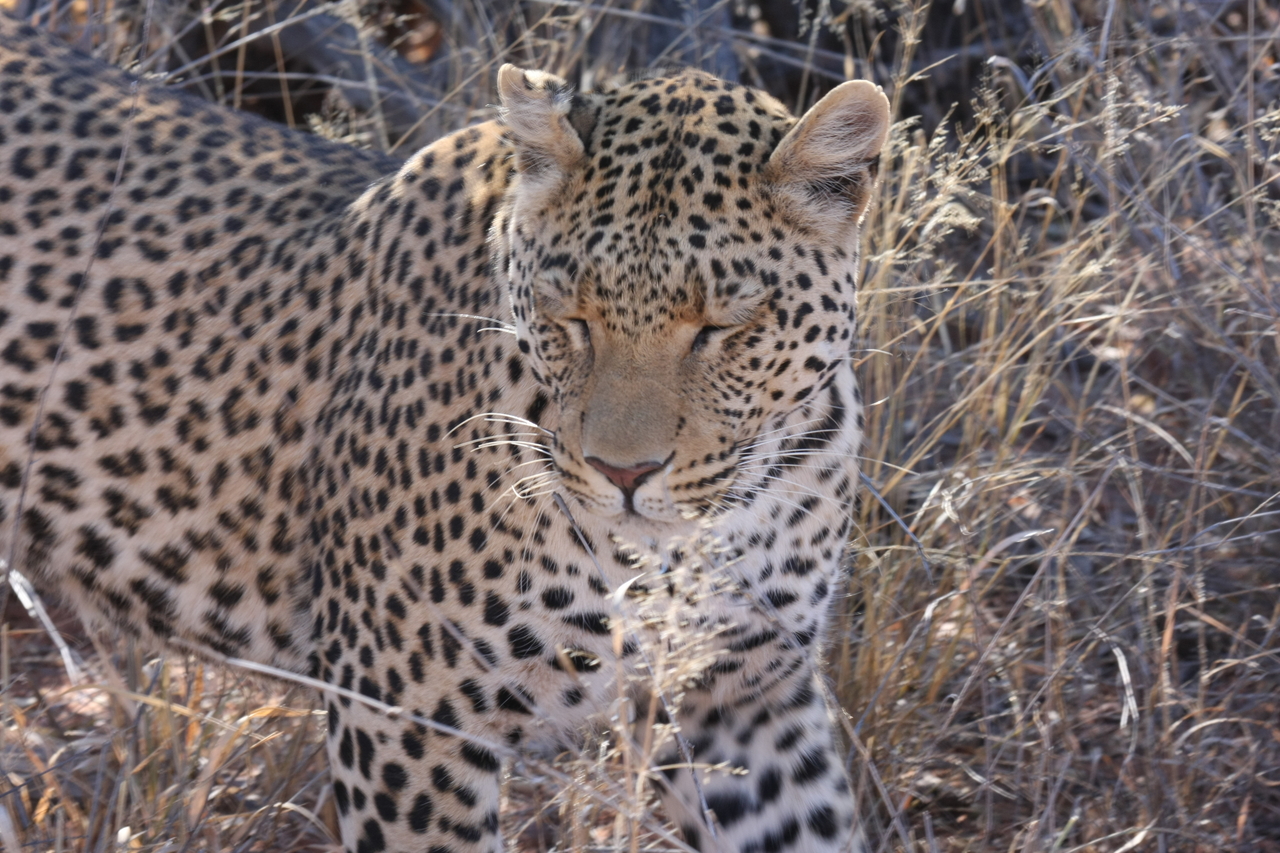 [2084] 2016_06_22_04_07_11_Africa_Canon_EOS_40D_IMG__00500.jpg