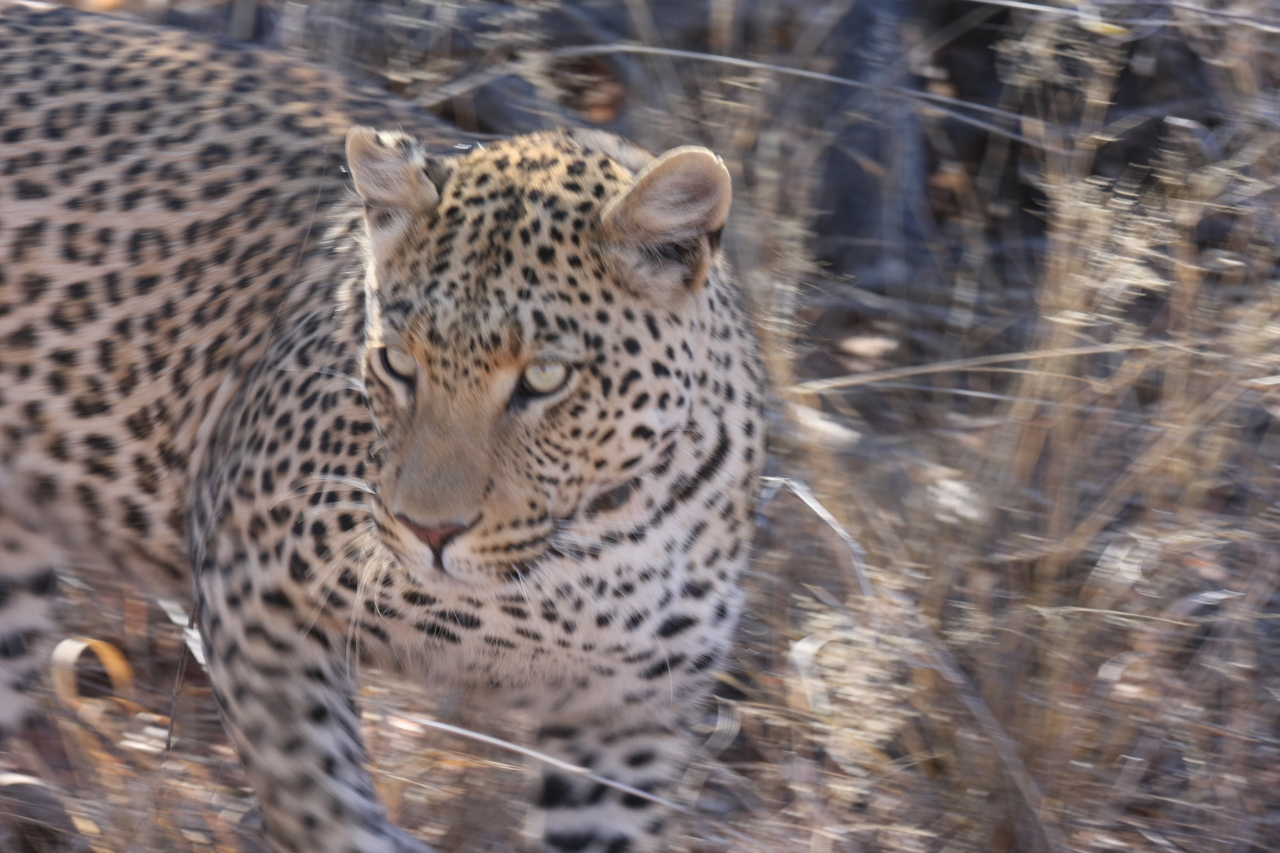 [2089] 2016_06_22_04_07_12_Africa_Canon_EOS_40D_IMG__00483.jpg