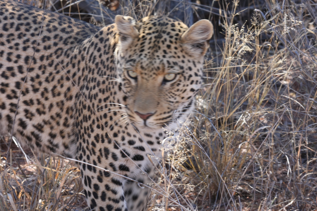 [2090] 2016_06_22_04_07_12_Africa_Canon_EOS_40D_IMG__00501.jpg