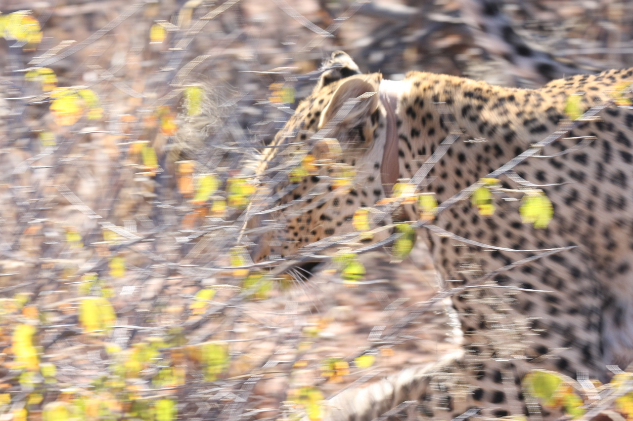 [2102] 2016_06_22_04_07_13_Africa_Canon_EOS_40D_IMG__07952.jpg