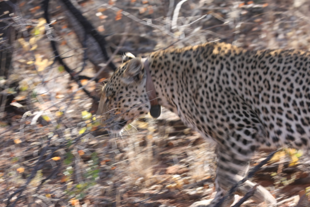 [2115] 2016_06_22_04_07_18_Africa_Canon_EOS_40D_IMG__00491.jpg