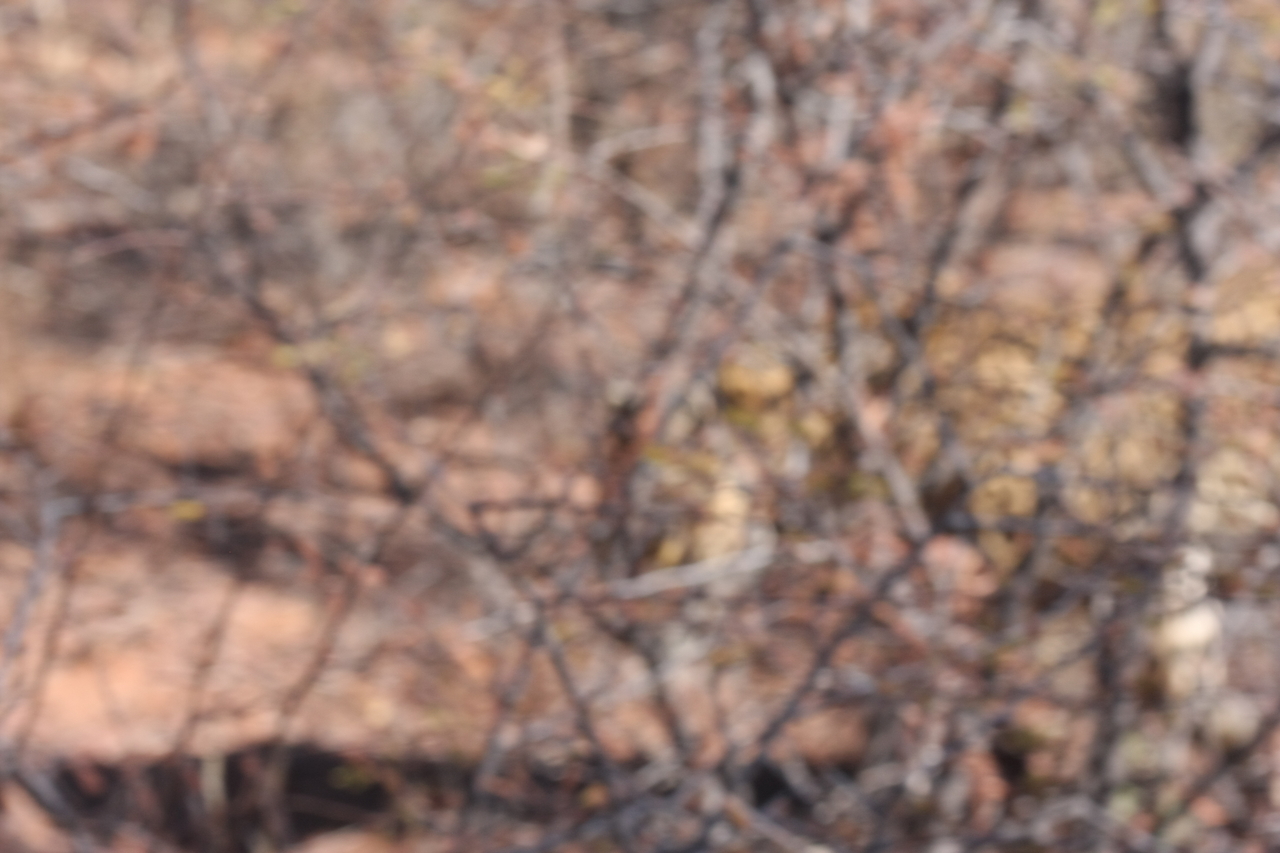 [2120] 2016_06_22_04_07_34_Africa_Canon_EOS_40D_IMG__07958.jpg