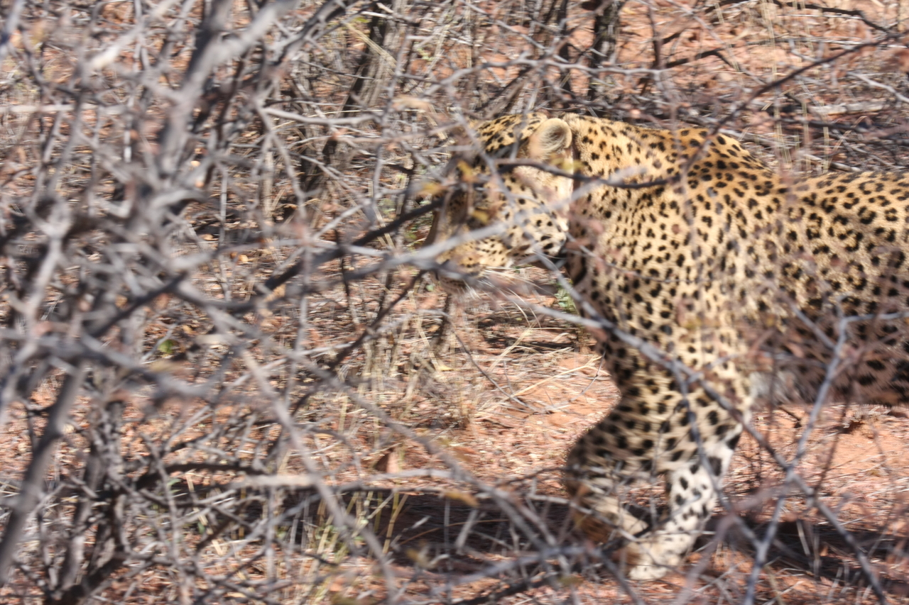 [2125] 2016_06_22_04_07_35_Africa_Canon_EOS_40D_IMG__07959.jpg