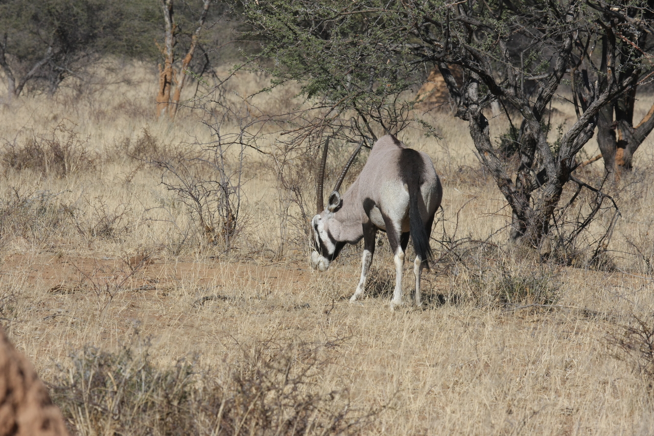[2133] 2016_06_22_04_20_40_Africa_Canon_EOS_40D_IMG__07961.jpg