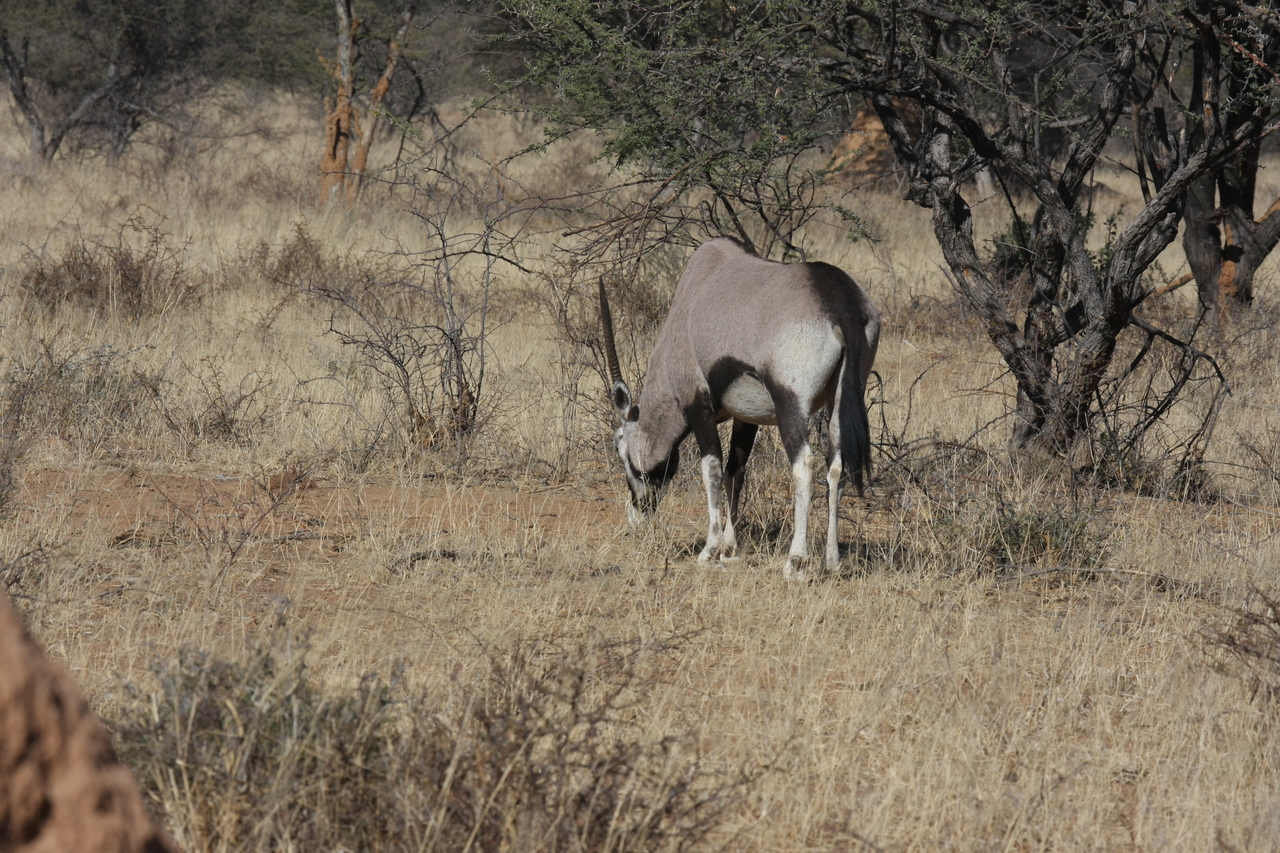 [2135] 2016_06_22_04_20_45_Africa_Canon_EOS_40D_IMG__00515.jpg