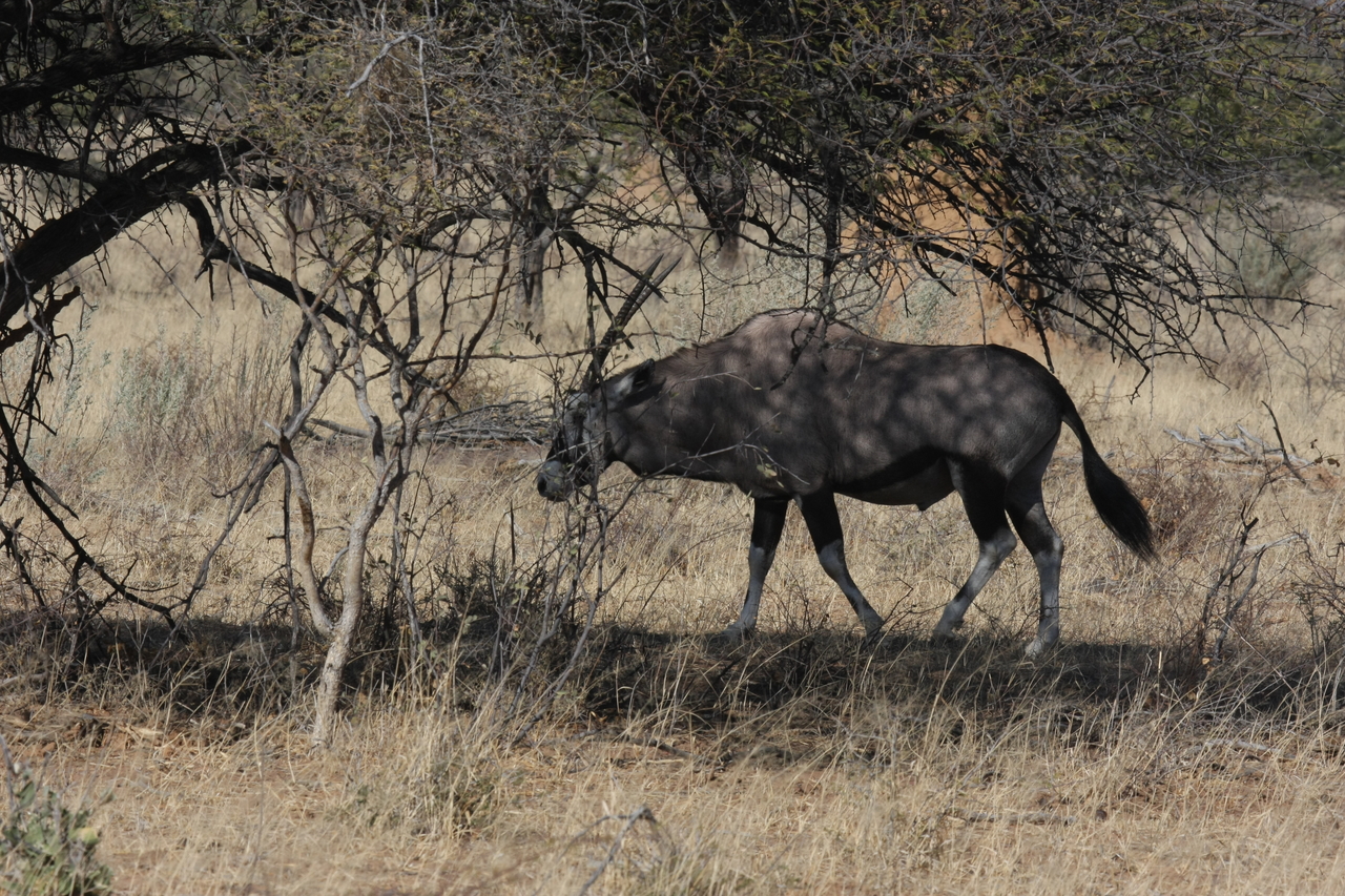 [2141] 2016_06_22_04_21_11_Africa_Canon_EOS_40D_IMG__00517.jpg