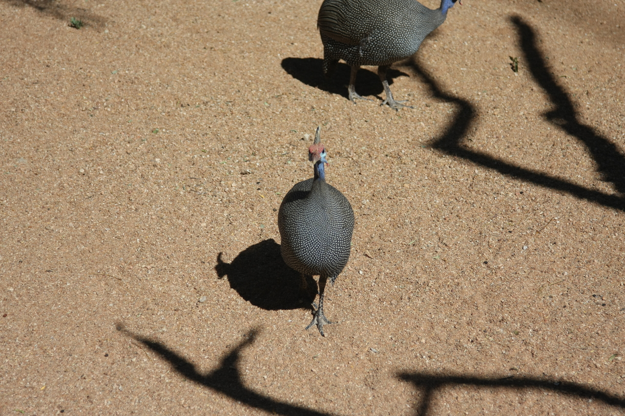 [2298] 2016_06_22_07_41_36_Africa_Canon_EOS_40D_IMG__07986.jpg