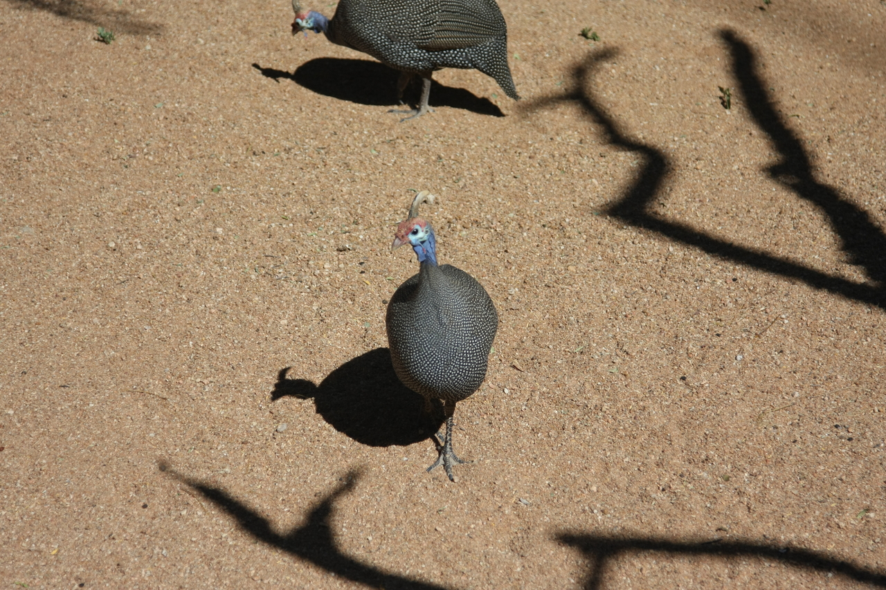 [2300] 2016_06_22_07_41_40_Africa_Canon_EOS_40D_IMG__00540.jpg