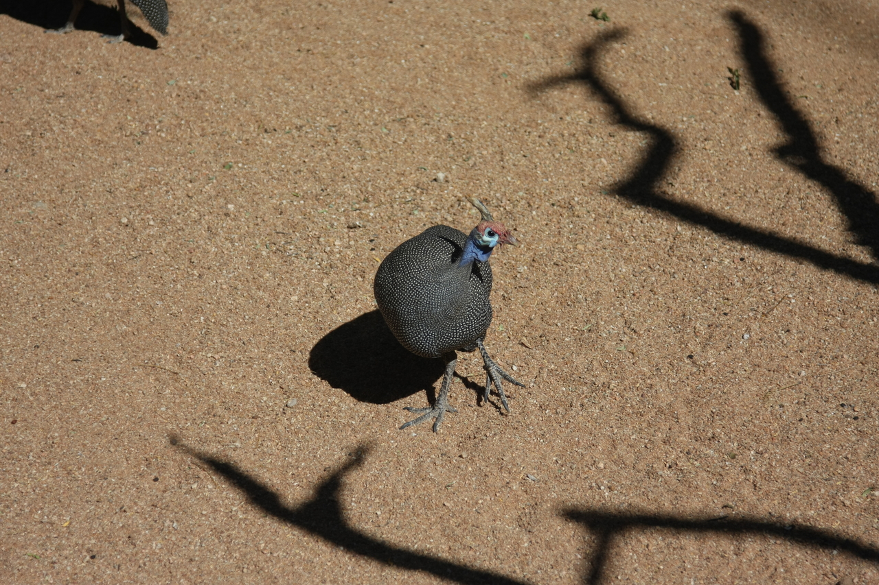 [2305] 2016_06_22_07_41_44_Africa_Canon_EOS_40D_IMG__00542.jpg