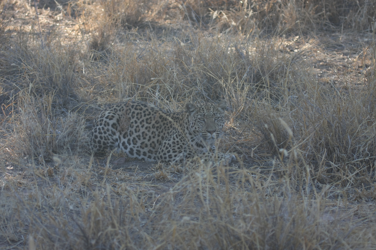 [2577] 2016_06_22_10_58_29_Africa_Canon_EOS_40D_IMG__00533.jpg