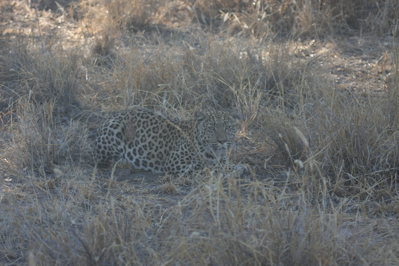 [2581] 2016_06_22_10_58_30_Africa_Canon_EOS_40D_IMG__00553.jpg