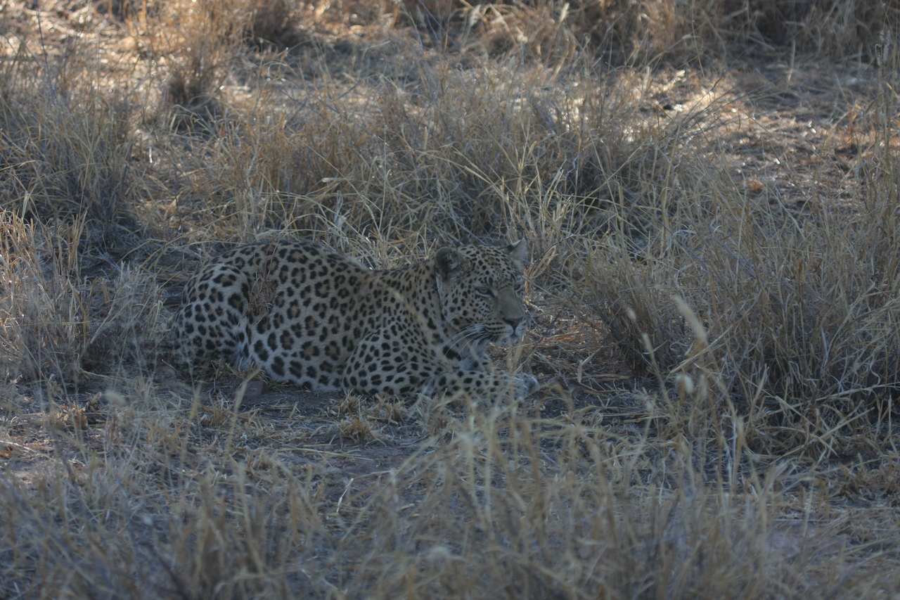 [2598] 2016_06_22_10_59_32_Africa_Canon_EOS_40D_IMG__00555.jpg