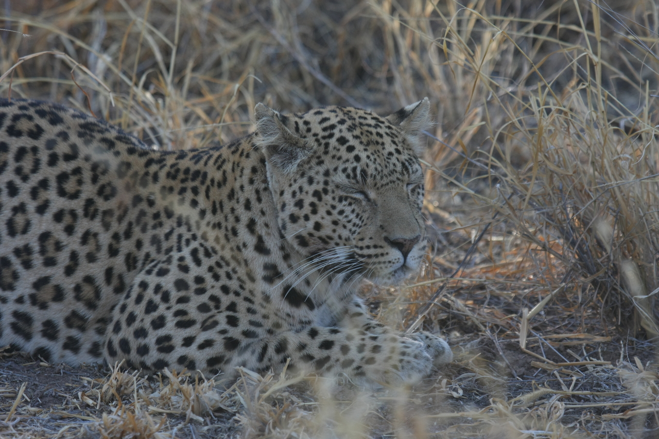 [2602] 2016_06_22_10_59_40_Africa_Canon_EOS_40D_IMG__00538.jpg