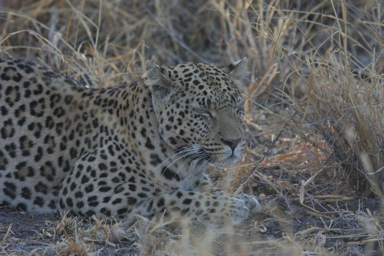 [2606] 2016_06_22_10_59_40_Africa_Canon_EOS_40D_IMG__00558.jpg