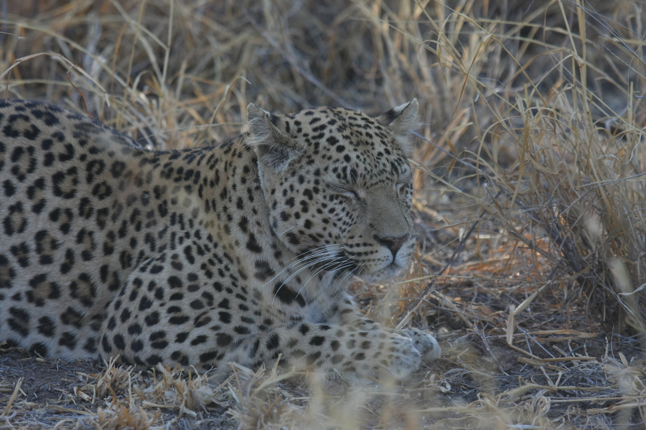 [2607] 2016_06_22_10_59_40_Africa_Canon_EOS_40D_IMG__00559.jpg