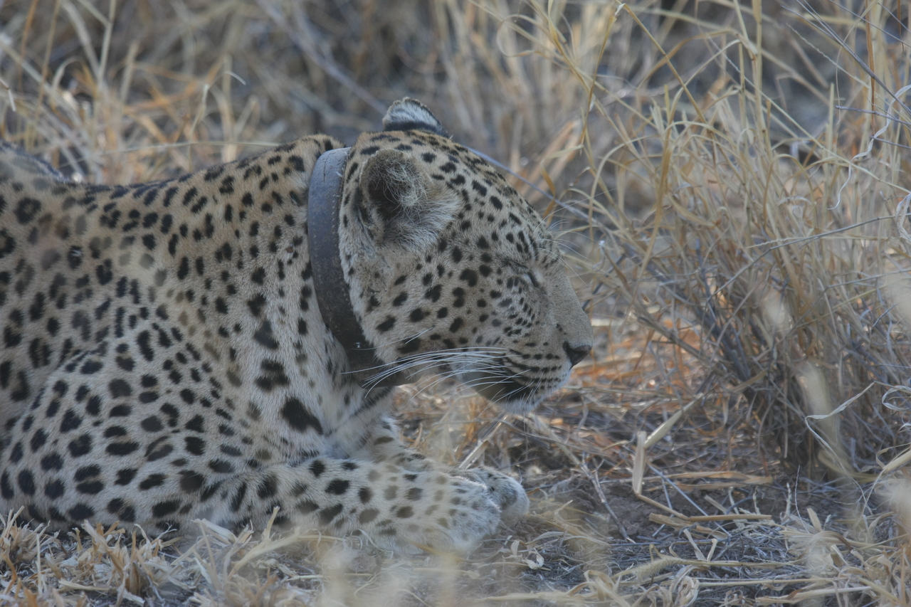 [2615] 2016_06_22_10_59_56_Africa_Canon_EOS_40D_IMG__08007.jpg