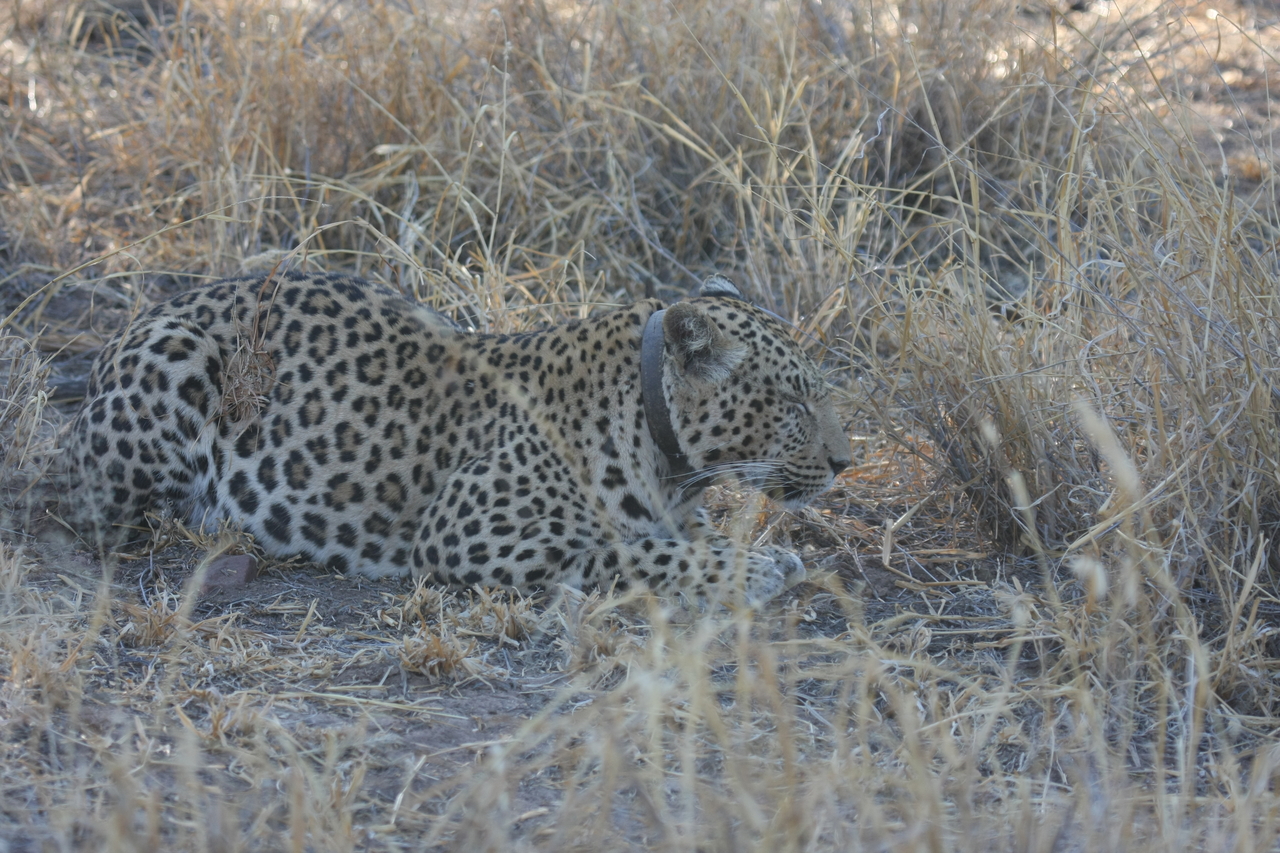 [2624] 2016_06_22_11_00_09_Africa_Canon_EOS_40D_IMG__08010.jpg