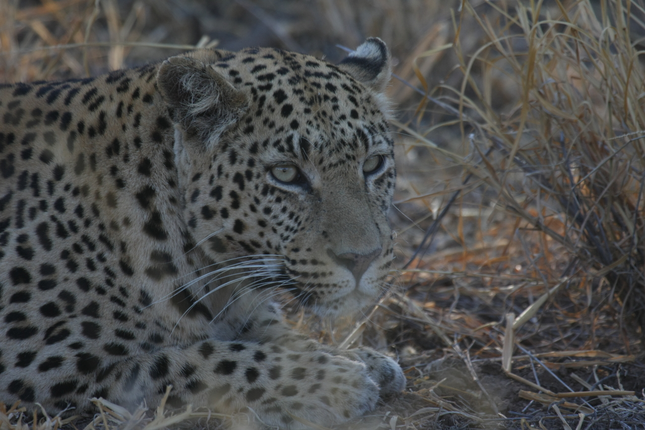 [2632] 2016_06_22_11_00_33_Africa_Canon_EOS_40D_IMG__00548.jpg