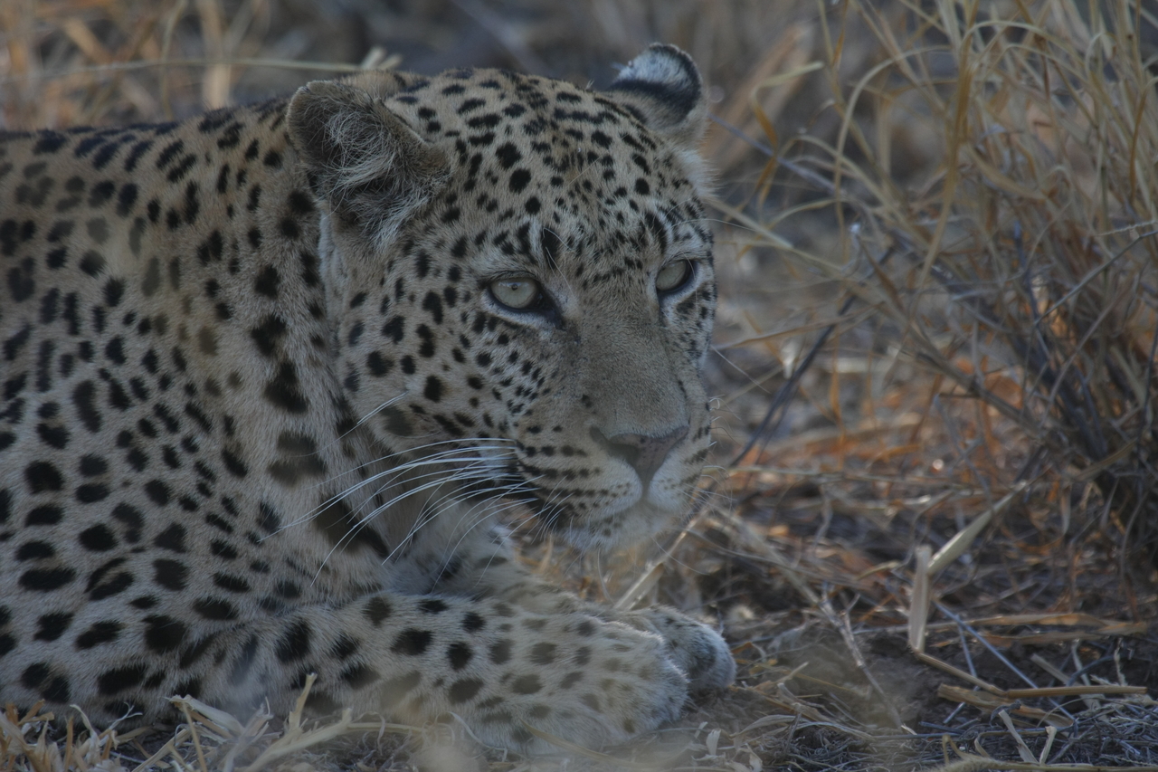 [2637] 2016_06_22_11_00_33_Africa_Canon_EOS_40D_IMG__08015.jpg