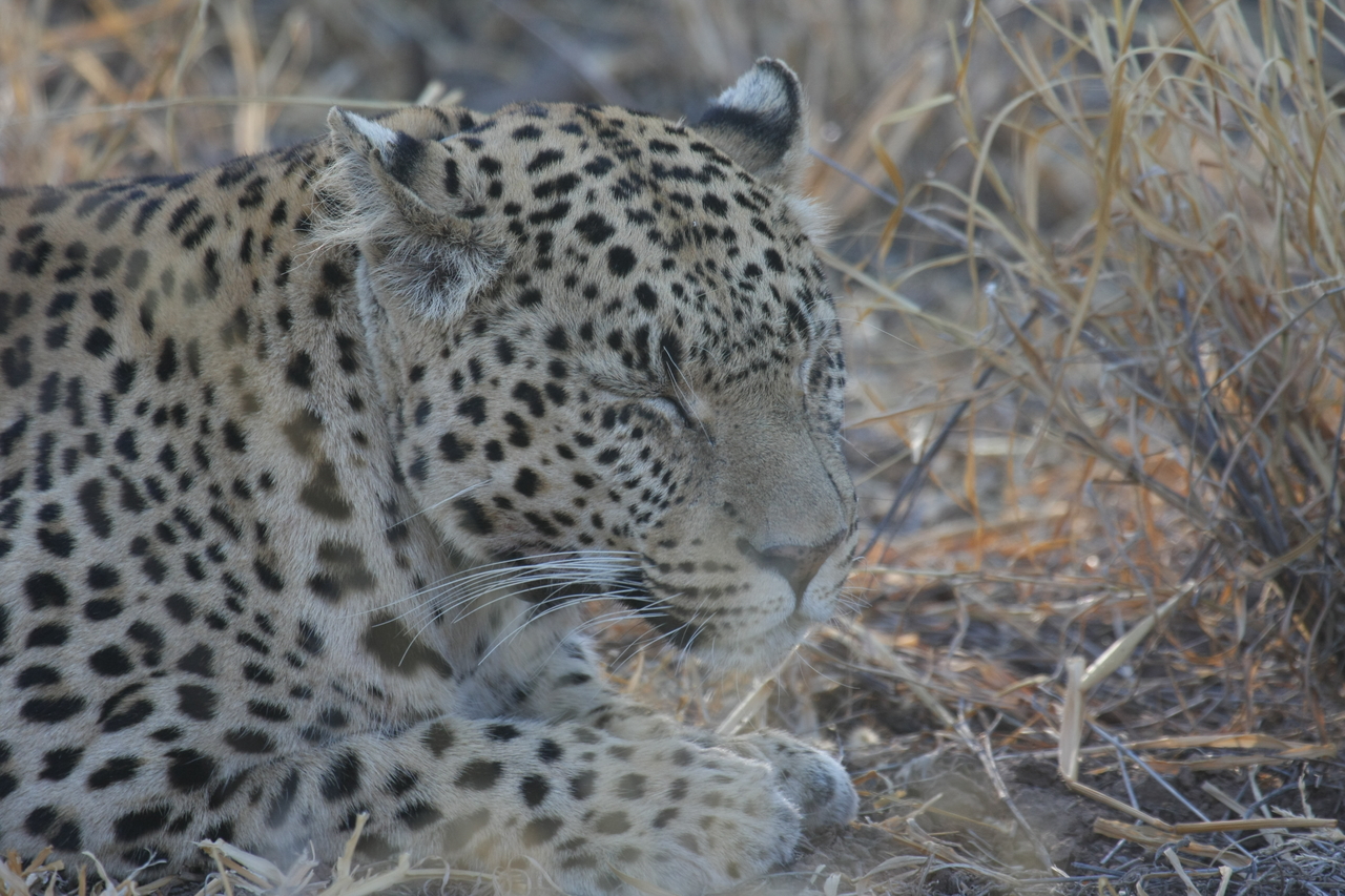 [2649] 2016_06_22_11_00_54_Africa_Canon_EOS_40D_IMG__00572.jpg