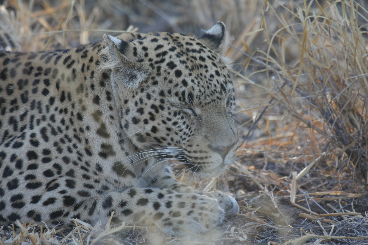 [2659] 2016_06_22_11_01_01_Africa_Canon_EOS_40D_IMG__08021.jpg