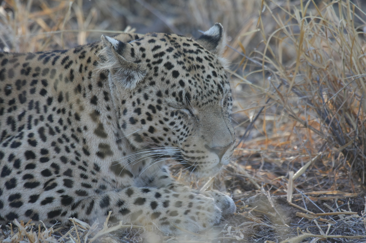 [2661] 2016_06_22_11_01_01_Africa_Canon_EOS_40D_IMG__08023.jpg