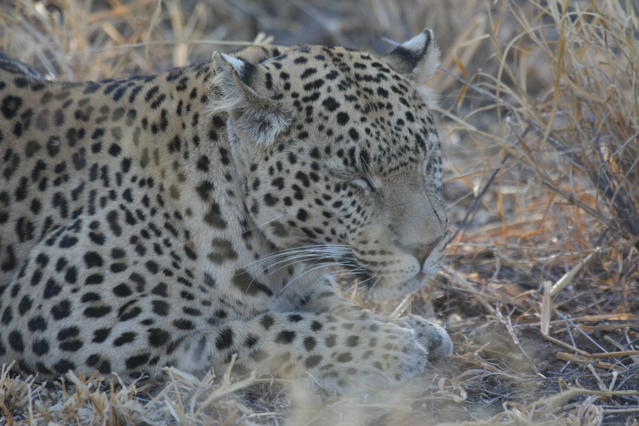 [2663] 2016_06_22_11_01_14_Africa_Canon_EOS_40D_IMG__00577.jpg