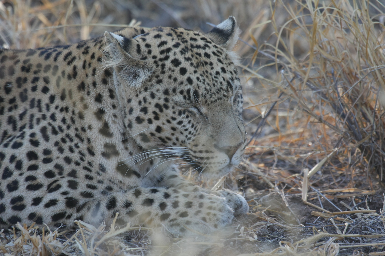 [2666] 2016_06_22_11_01_16_Africa_Canon_EOS_40D_IMG__00578.jpg