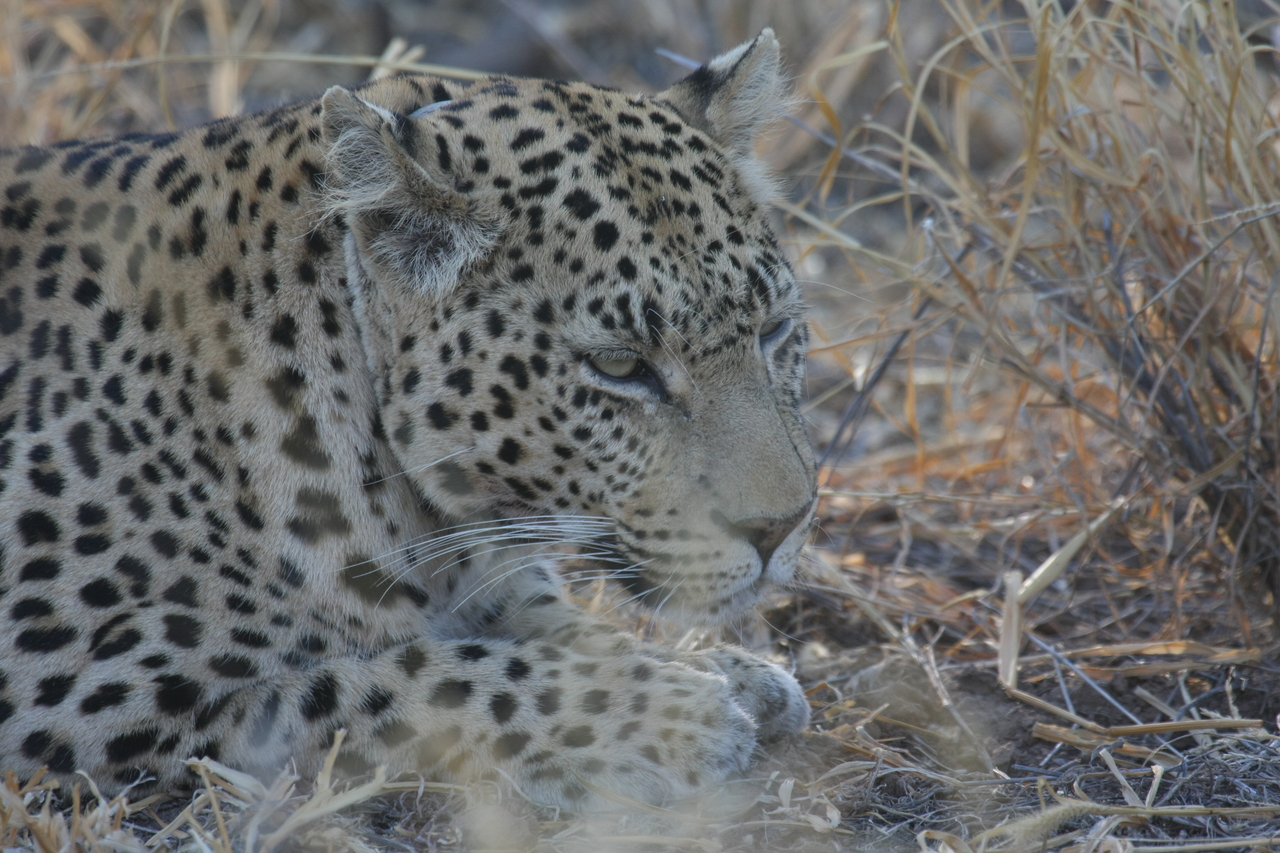 [2672] 2016_06_22_11_01_24_Africa_Canon_EOS_40D_IMG__08026.jpg