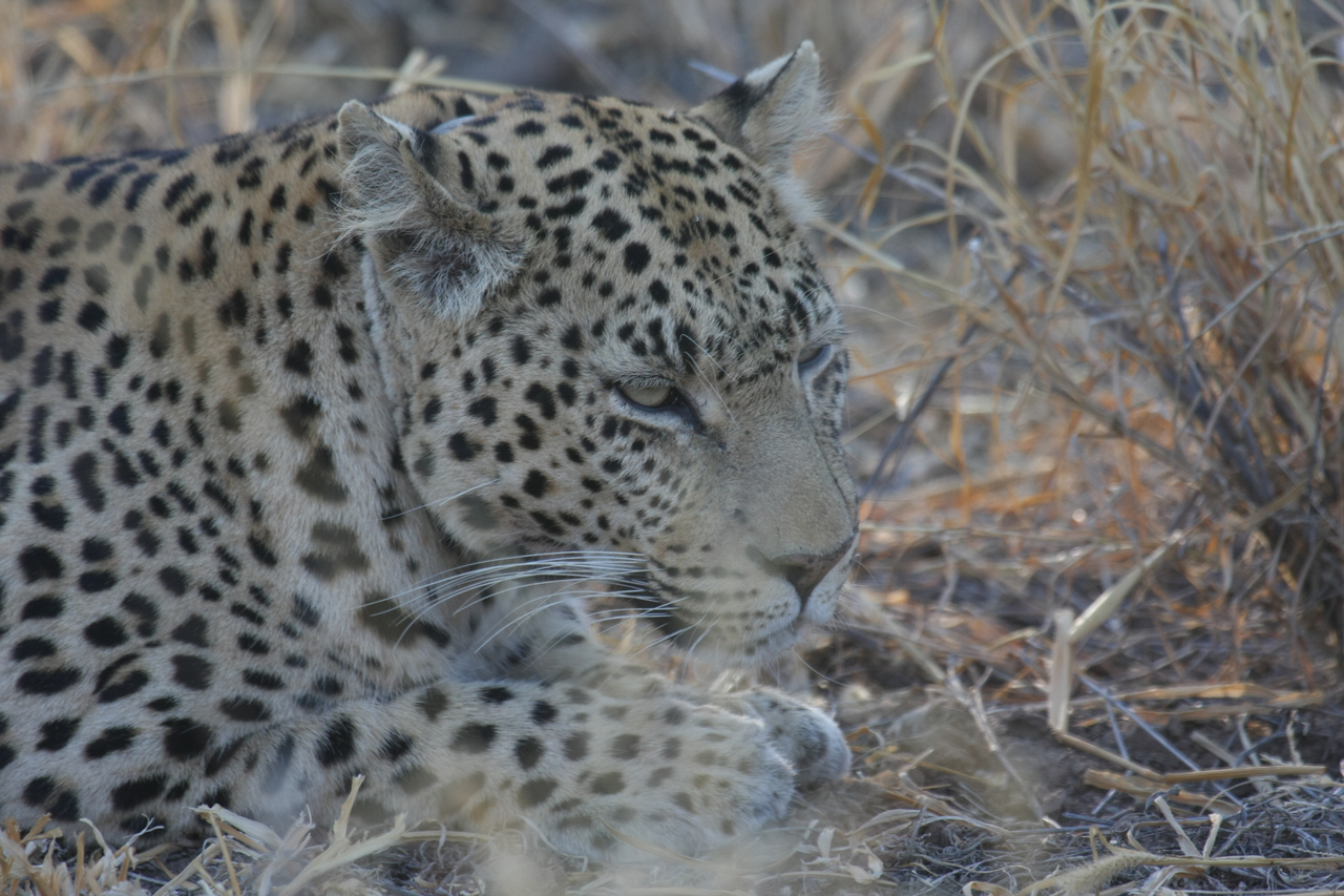 [2673] 2016_06_22_11_01_24_Africa_Canon_EOS_40D_IMG__08027.jpg