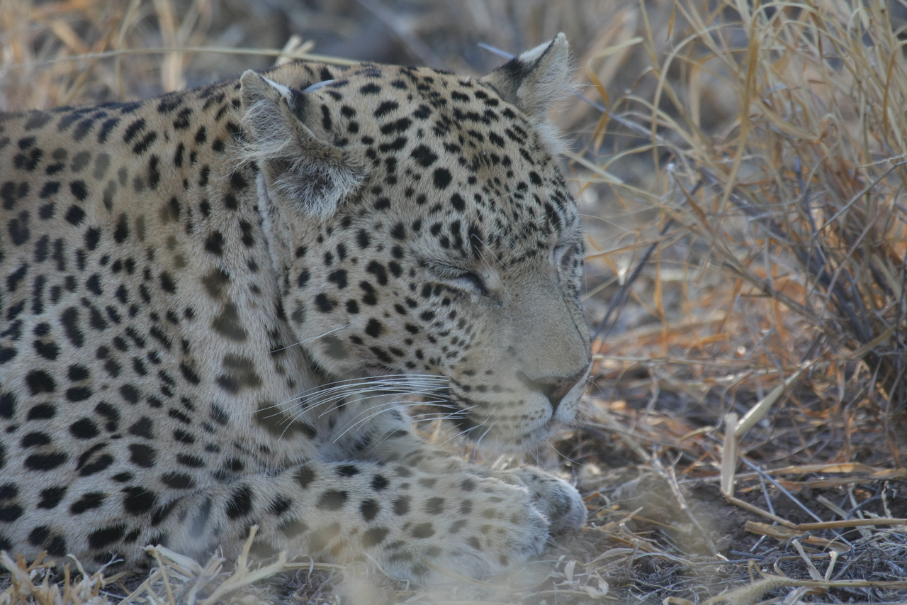 [2675] 2016_06_22_11_01_27_Africa_Canon_EOS_40D_IMG__00581.jpg