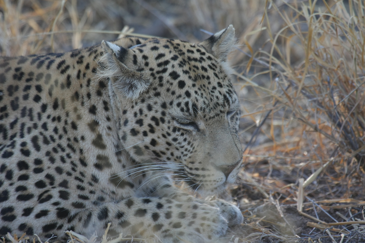 [2682] 2016_06_22_11_01_47_Africa_Canon_EOS_40D_IMG__00583.jpg