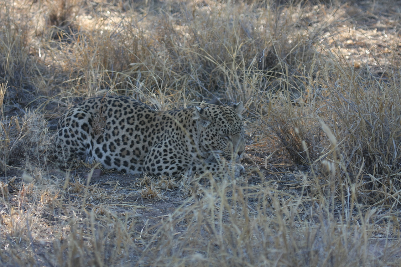 [2686] 2016_06_22_11_01_58_Africa_Canon_EOS_40D_IMG__00566.jpg