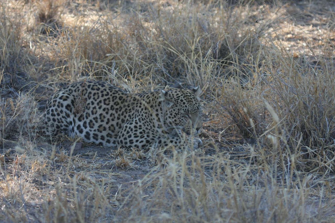 [2696] 2016_06_22_11_02_02_Africa_Canon_EOS_40D_IMG__08034.jpg