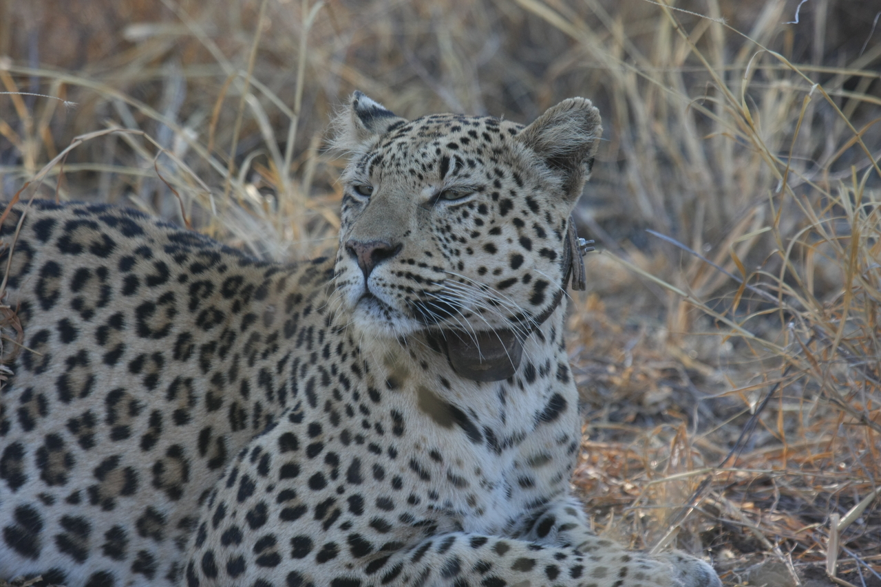 [2698] 2016_06_22_11_02_08_Africa_Canon_EOS_40D_IMG__00570.jpg