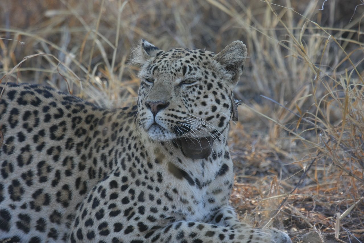 [2702] 2016_06_22_11_02_08_Africa_Canon_EOS_40D_IMG__00590.jpg