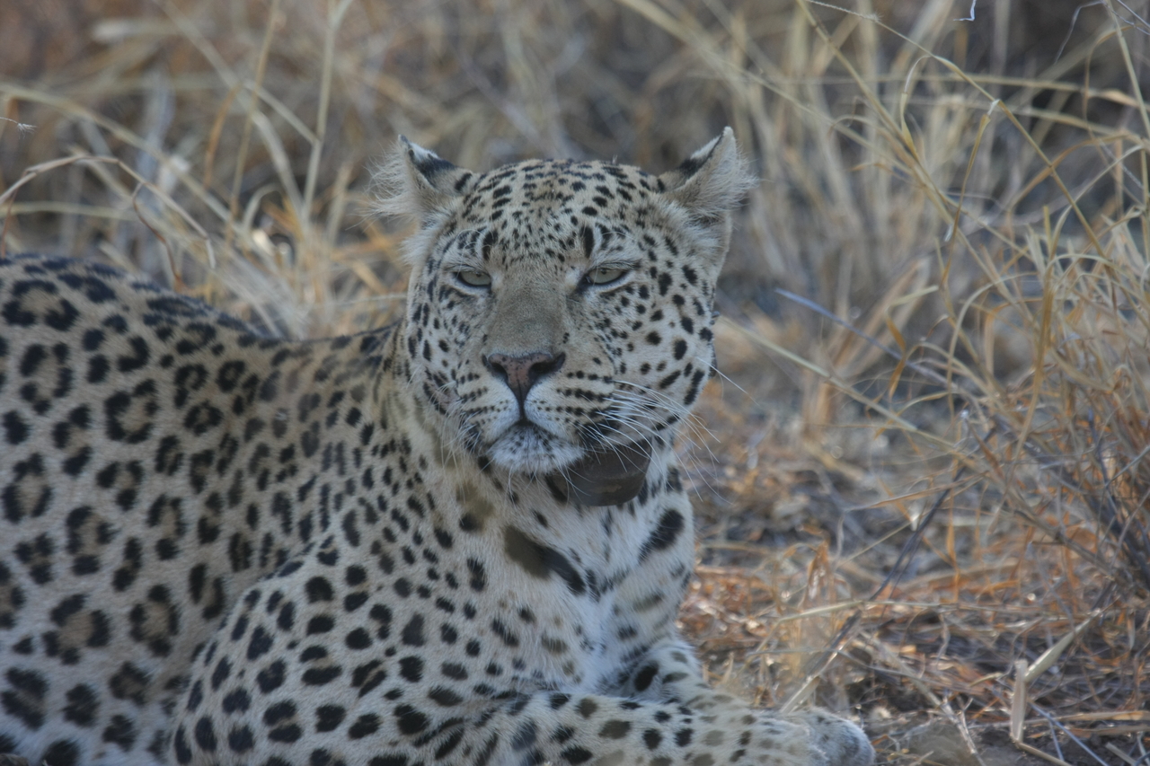 [2712] 2016_06_22_11_02_09_Africa_Canon_EOS_40D_IMG__00594.jpg