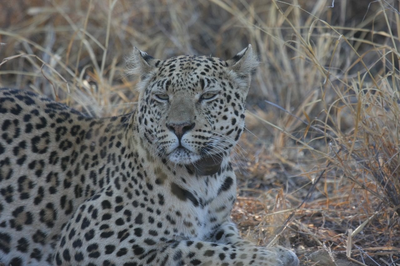 [2714] 2016_06_22_11_02_09_Africa_Canon_EOS_40D_IMG__08040.jpg