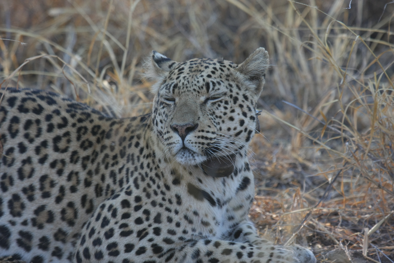 [2720] 2016_06_22_11_02_13_Africa_Canon_EOS_40D_IMG__00596.jpg