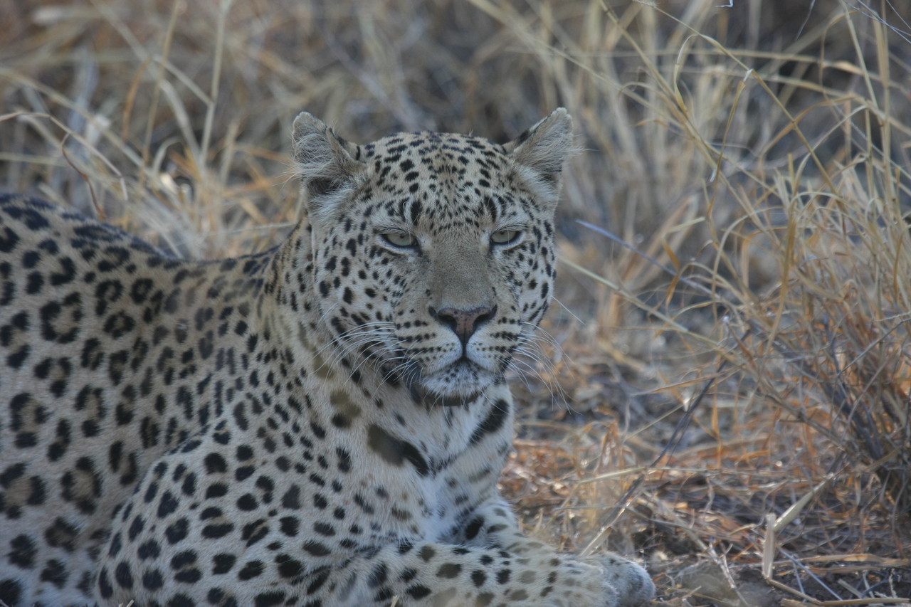 [2725] 2016_06_22_11_02_15_Africa_Canon_EOS_40D_IMG__00598.jpg