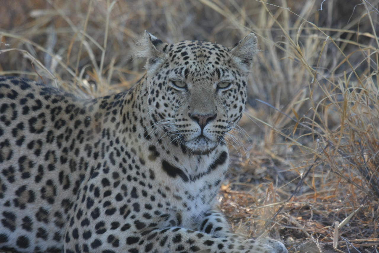 [2732] 2016_06_22_11_02_17_Africa_Canon_EOS_40D_IMG__00600.jpg