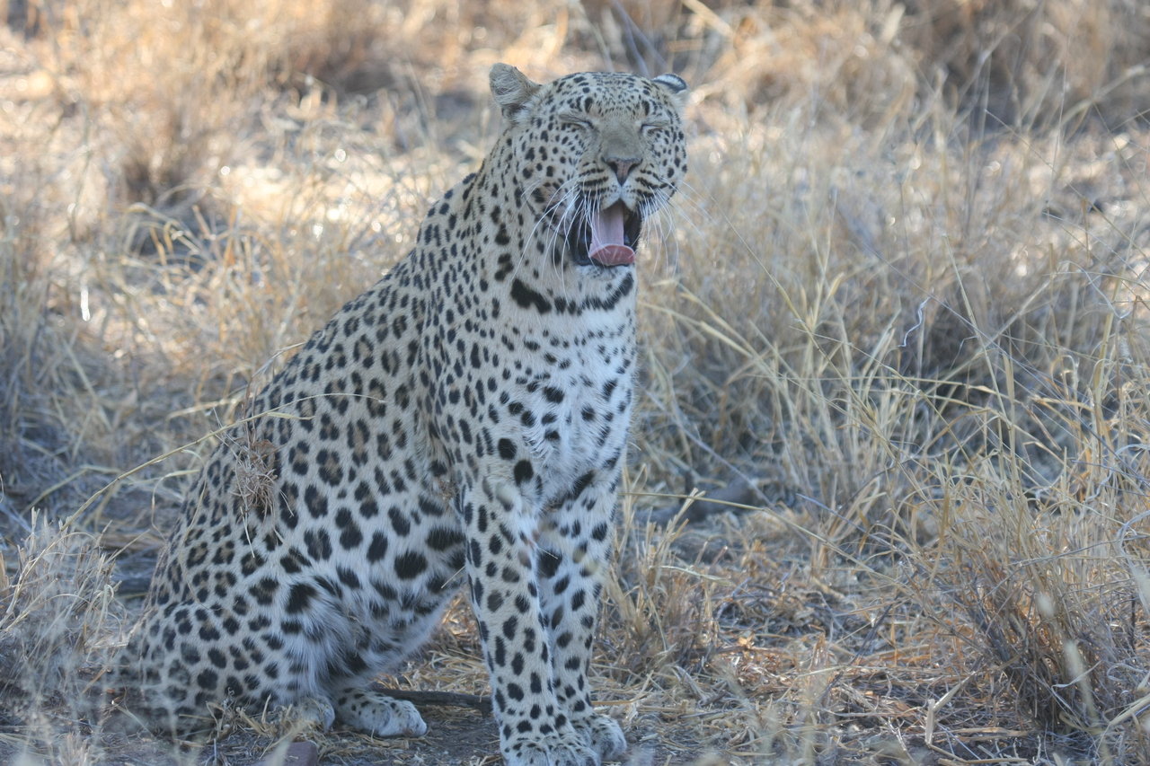 [2742] 2016_06_22_11_02_23_Africa_Canon_EOS_40D_IMG__08050.jpg