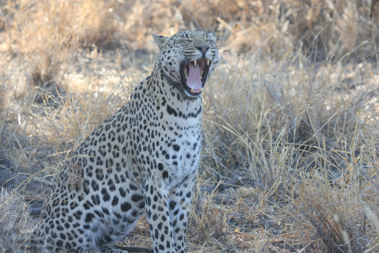 [2745] 2016_06_22_11_02_24_Africa_Canon_EOS_40D_IMG__00587.jpg