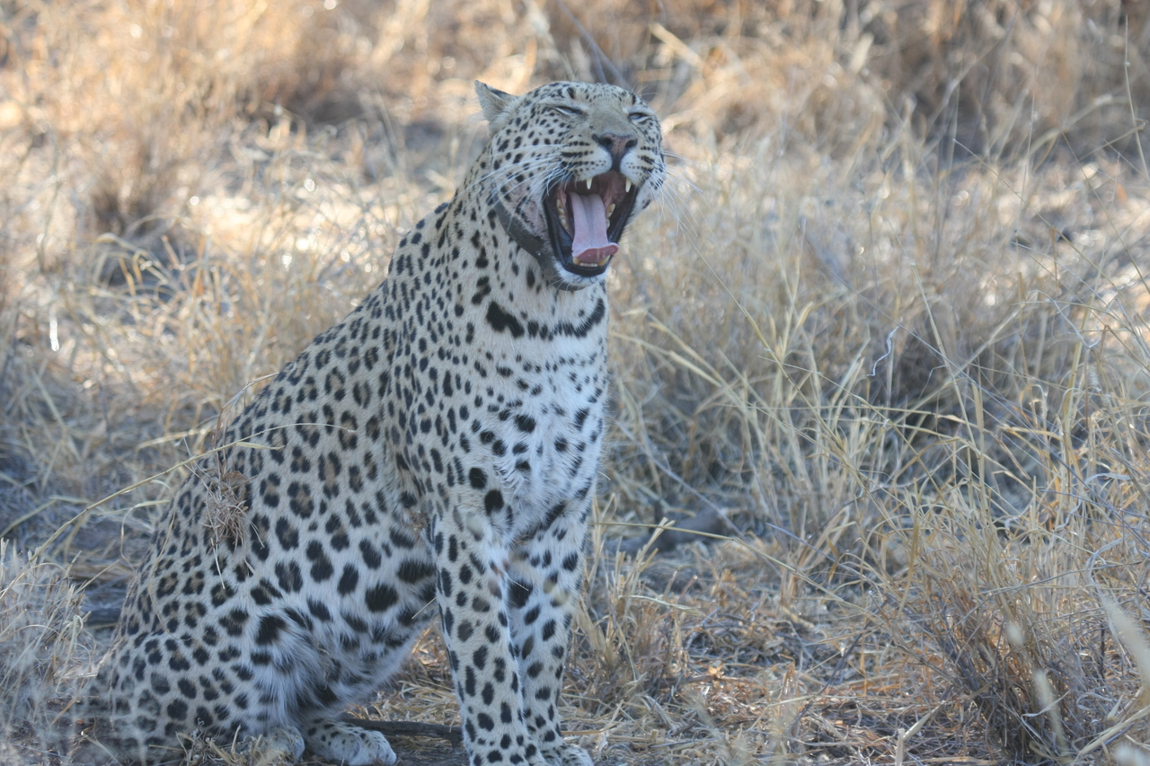 [2749] 2016_06_22_11_02_24_Africa_Canon_EOS_40D_IMG__08051.jpg