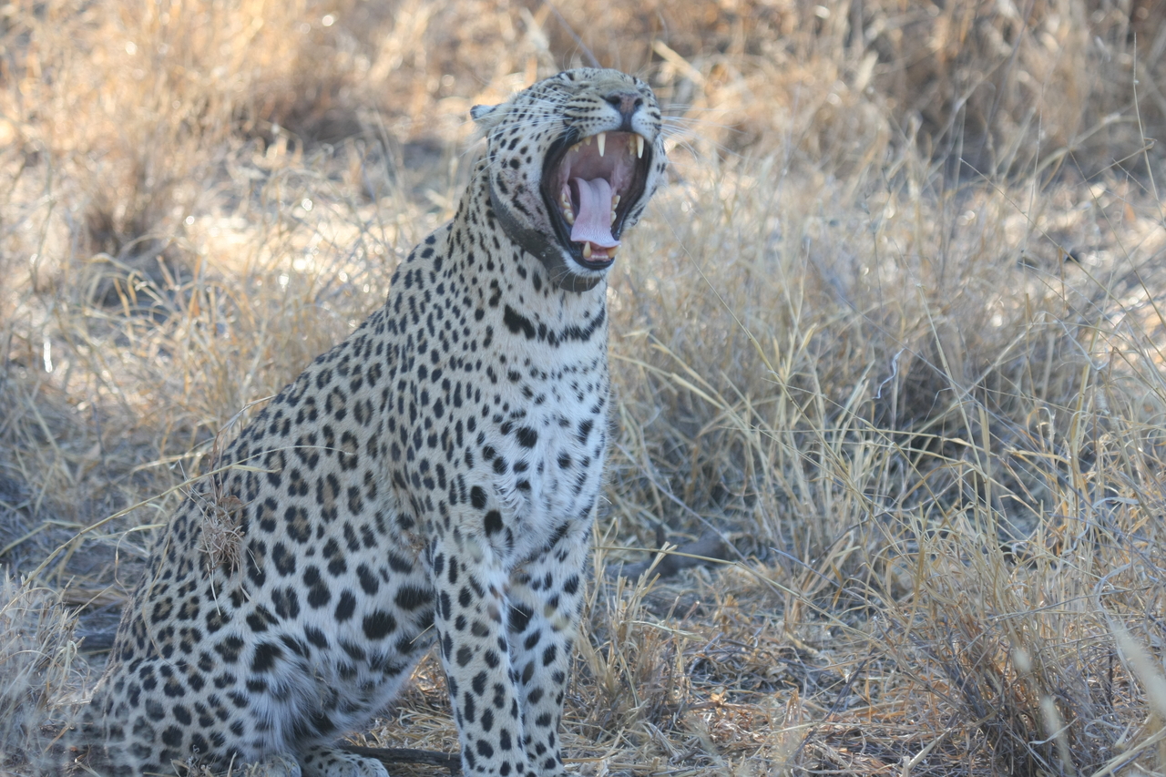 [2750] 2016_06_22_11_02_24_Africa_Canon_EOS_40D_IMG__08052.jpg