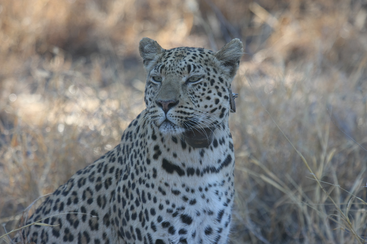 [2763] 2016_06_22_11_02_39_Africa_Canon_EOS_40D_IMG__00609.jpg